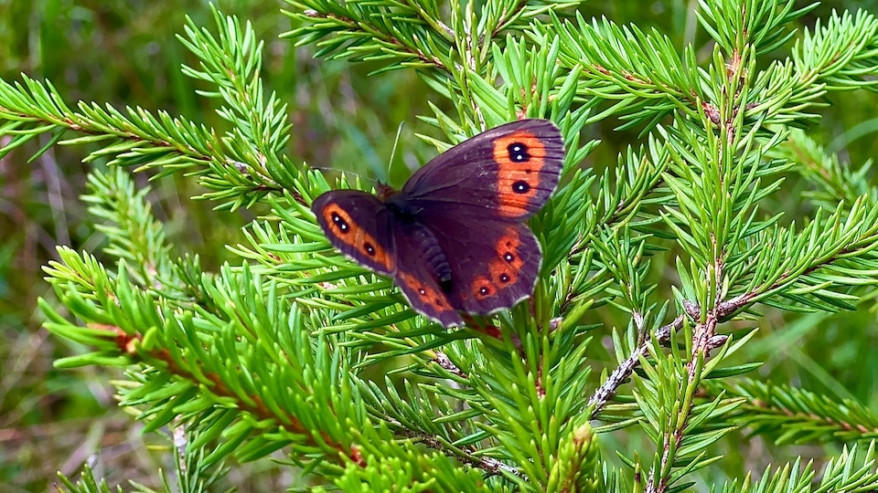 Фото: Альпийская бабочка, европейская фауна