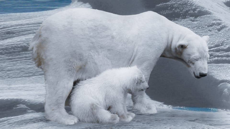 Фото: Белый полярный медведь, обитатель Арктики