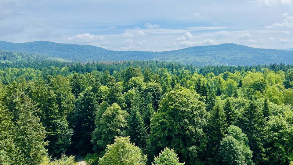 Фото: Лесные массивы Европы