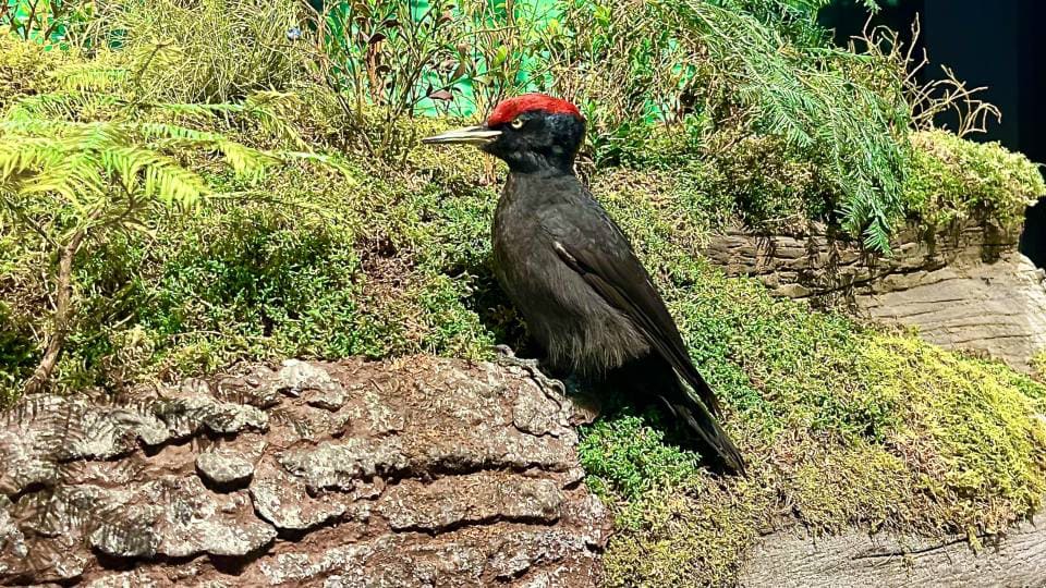 Фото: Черный дятел, лесная птица, распространенная в Евразии