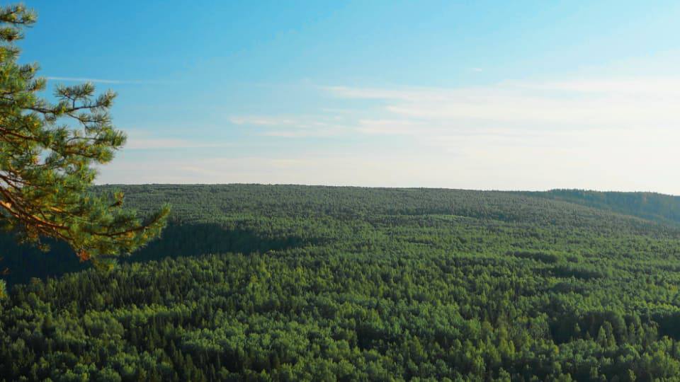 Фото: Бореальные хвойные леса Европы, ландшафт