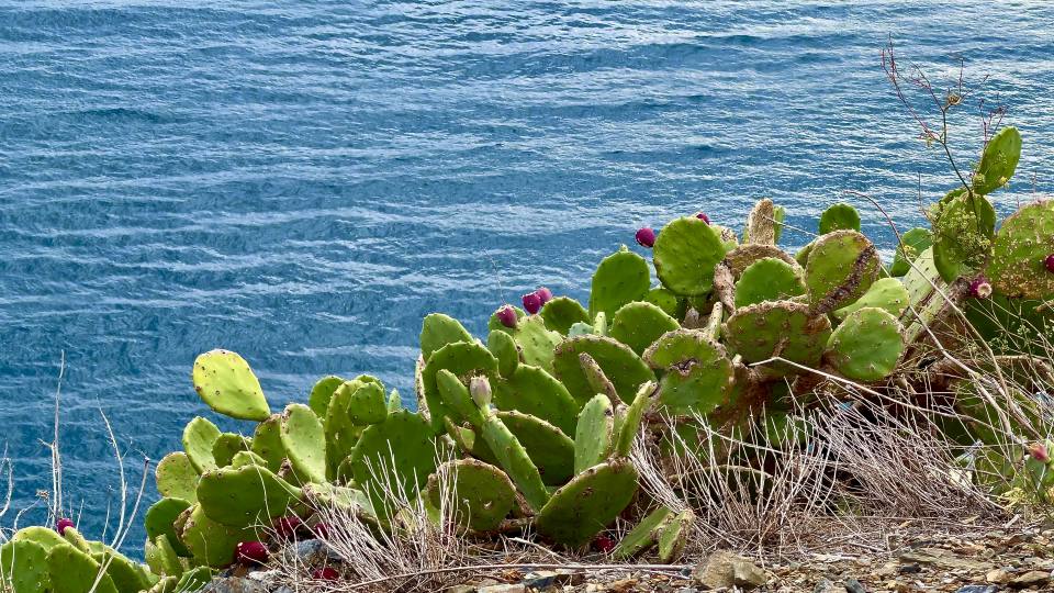 Фото: Кактусы с плодами на побережье Средиземного моря в Испании