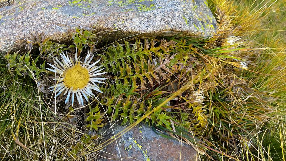 Фото: Колючник бесстебельный, травянистое горное растение Европы