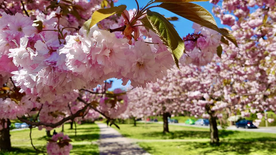 Фото: Сакура, японская вишня, распространена в парках Европы