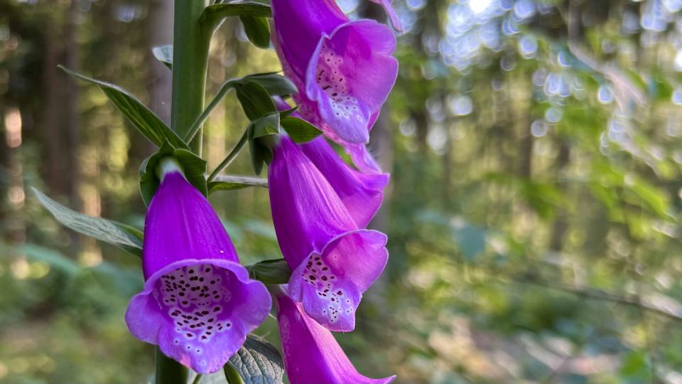 Фото: Наперстянка пурпурная, цветок похожий на колокольчики, распространен в лесах Европы