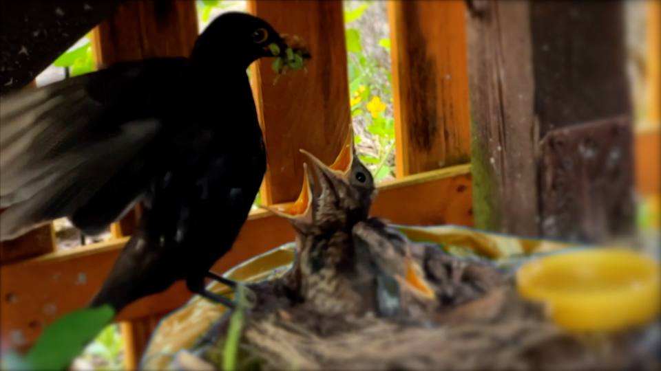 Фото: Черный дрозд принес корм для птенцов