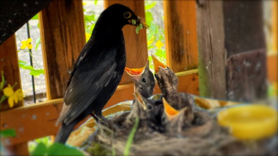 Фото: Черный дрозд кормит птенцов в гнезде