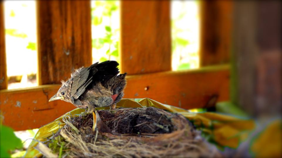Фото: Птенец Чёрного дрозда покидает гнездо