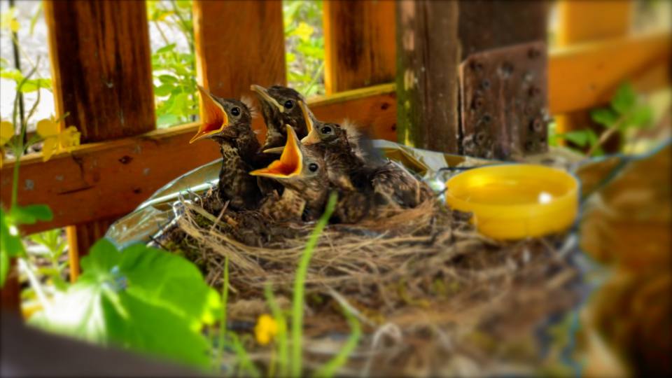 Фото: Птенцы Черного дрозда в гнезде
