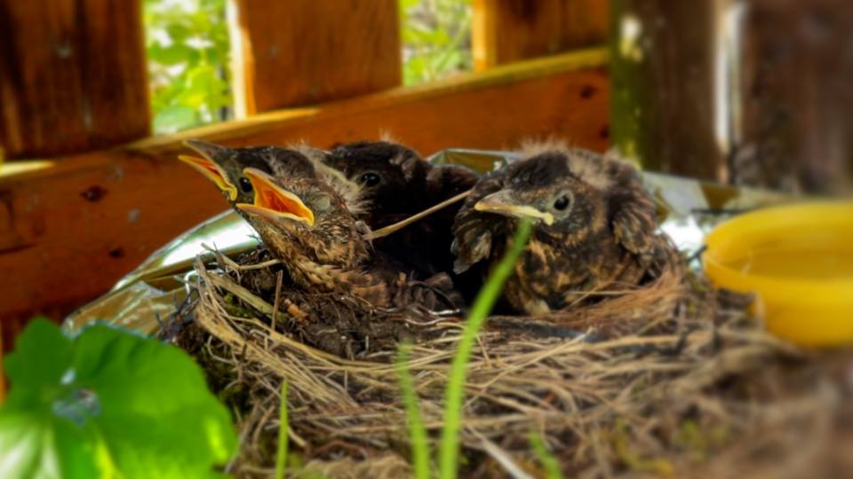 Фото: Птенцы Черного дрозда в гнезде