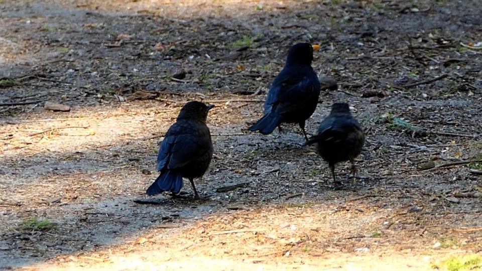 Фото: Чёрный дрозд в сопровождении подросших птенцов
