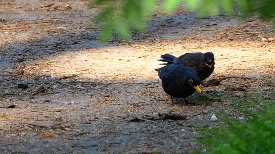 Фото: Чёрный дрозд в сопровождении недовольного птенца