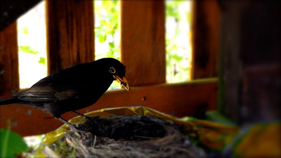 Фото: Черный дрозд прилетел к пустому гнезду, птенцы бегают по близости