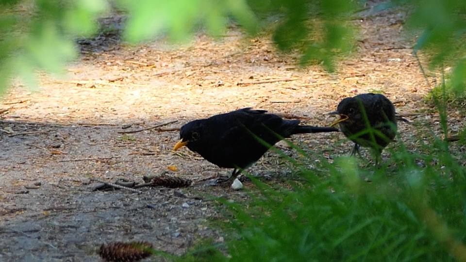 Фото: Птенец Чёрного дрозда больше не получает пищи от родителей