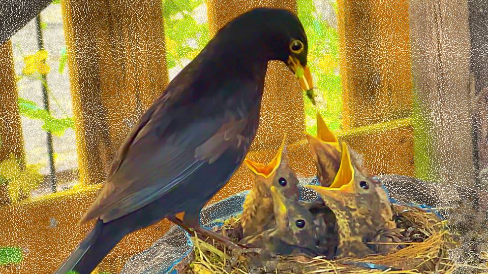 Фото: Черный дрозд в гнезде с птенцами