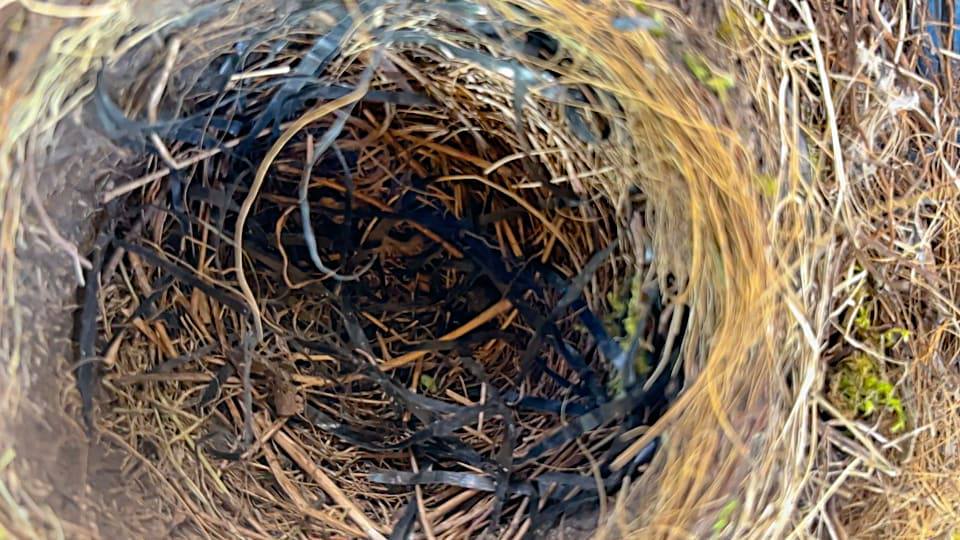 Фото: Гнездо черного дрозда вблизи, состав гнезда