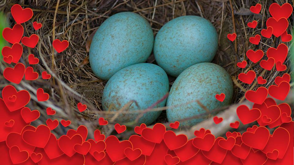 Фото: Гнездо Чёрного дрозда с 4 голубыми яйцами