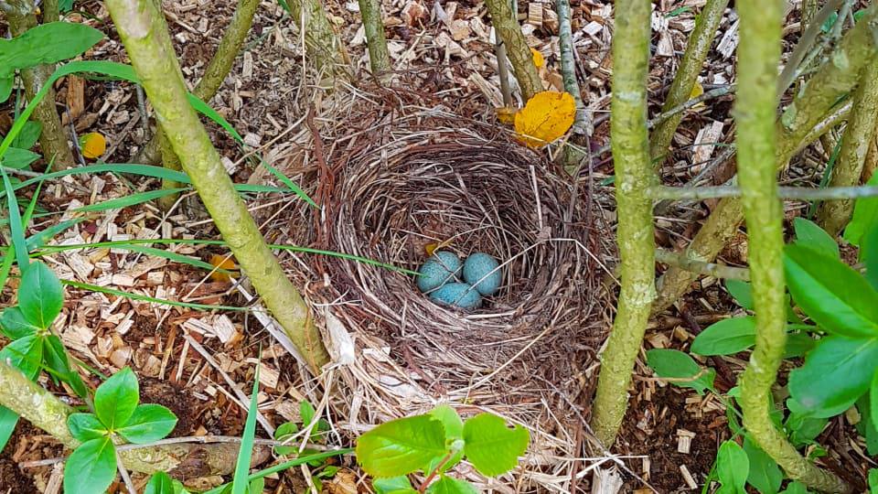 Фото: Гнездо Черного дрозда, свитое в кустах