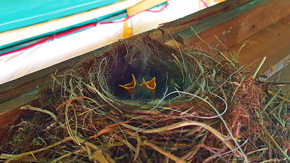 Фото: Гнездо Чёрного дрозда под крышей дома