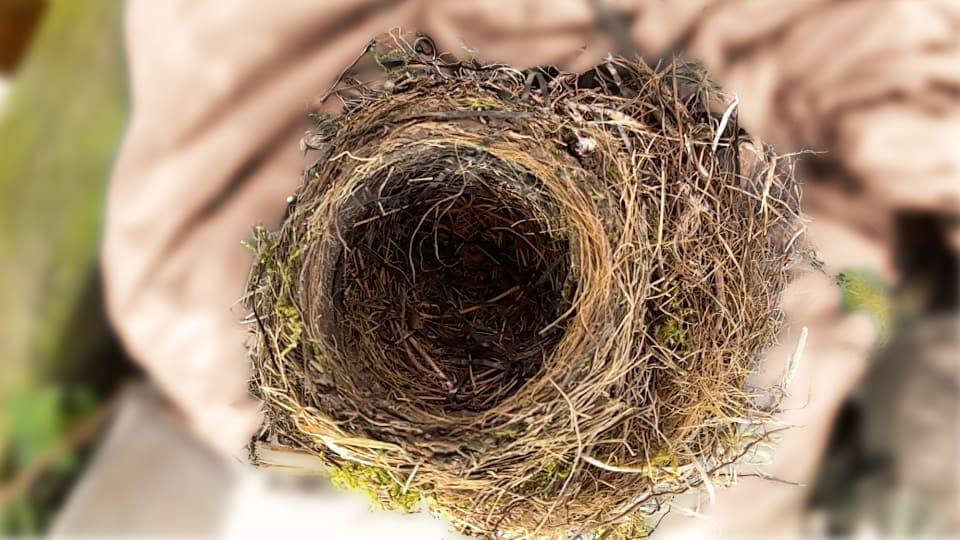 Фото: Гнездо черного дрозда вид сверху