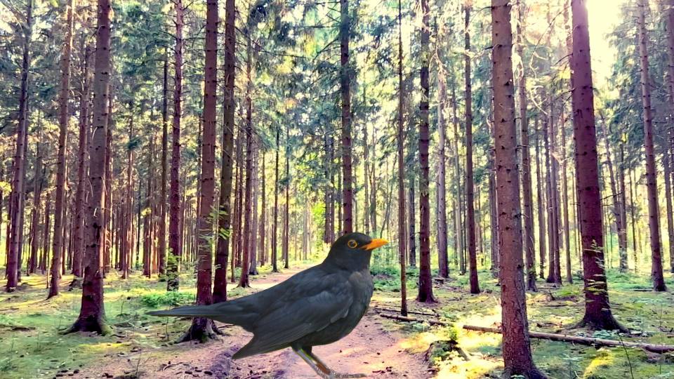 Фото: Поющий Черный дрозд в лесу