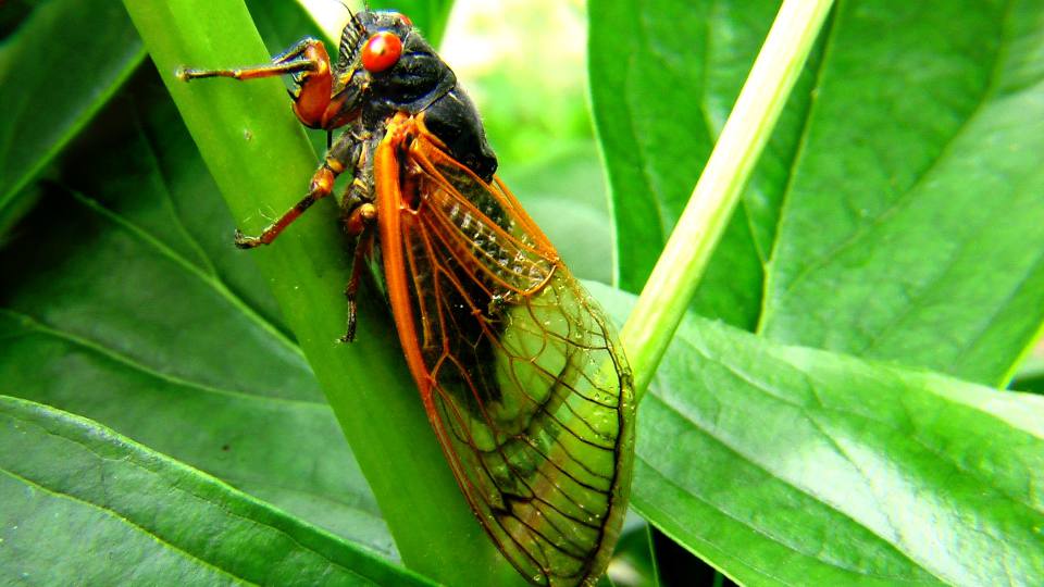 Фото: Периодические цикады, черная с красными глазами
