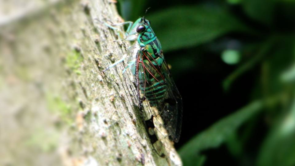 Фото: Зеленая цикада
