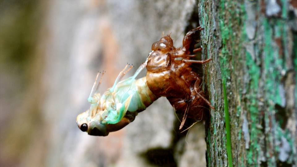 Фото: Личинка цикады