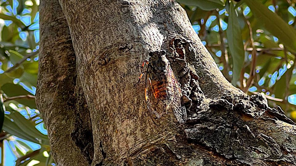 Фото: Певчая цикада на оливковом дереве