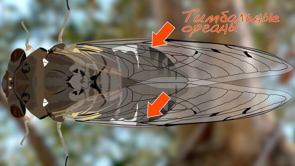 Фото: Тимбальные органы цикады