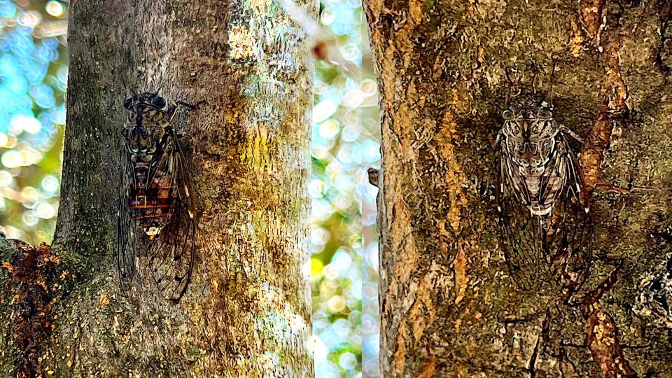 Фото: Самец и самка Певчей цикады на дереве, чудо маскировки