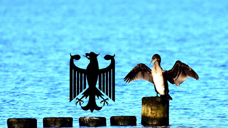 Фото: Сушащие крылья бакланы похожи на орла с немецкого герба