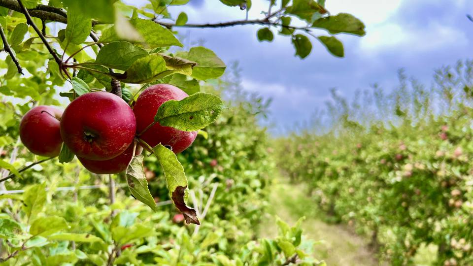 Фото: Яблоня, одно из самых распространенных фруктовых деревьев Европы