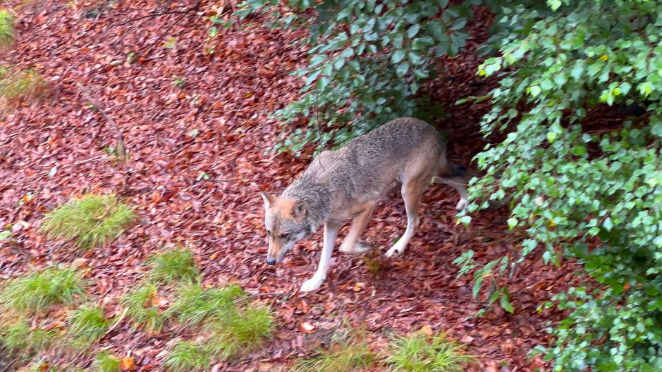 Фото: Европейский волк, обитатель лесов