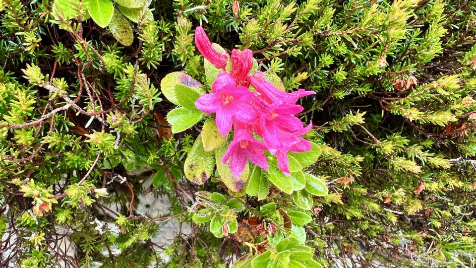 Фото: Альпийская роза или рододендрон, флора Центральной Европы, Альпы