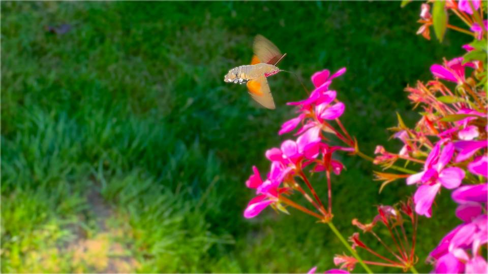 Фото: Бабочка из семейства бражников, зависающая над цветком, как колибри, центральная Европа