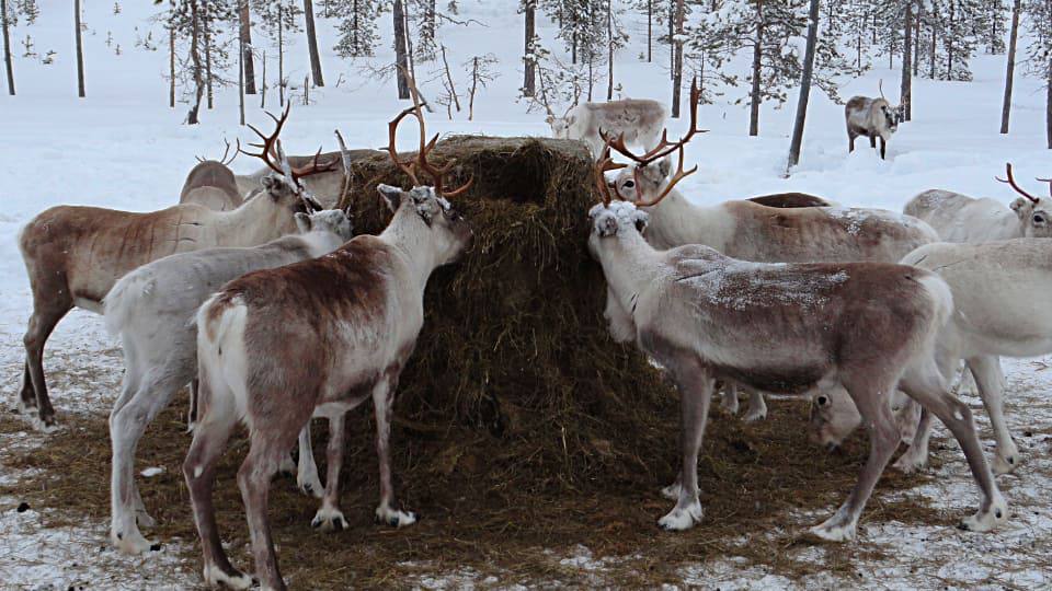 Фото: Полярный северный олень, Лапландия, север Европы