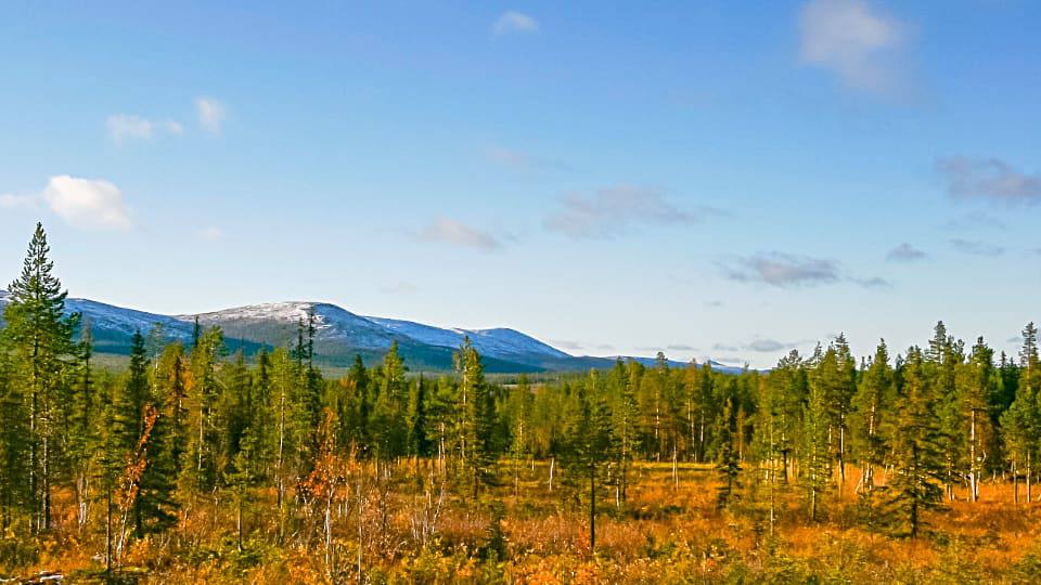 Фото: Лапландия, тундра, растительность северной Европы
