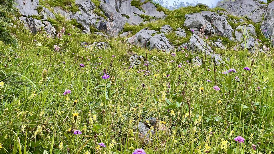Фото: Высокогорные цветы и травы Альп