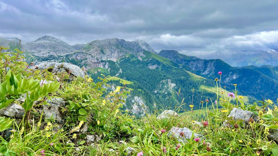 Фото: Горный европейский ландшафт, цветы и травы