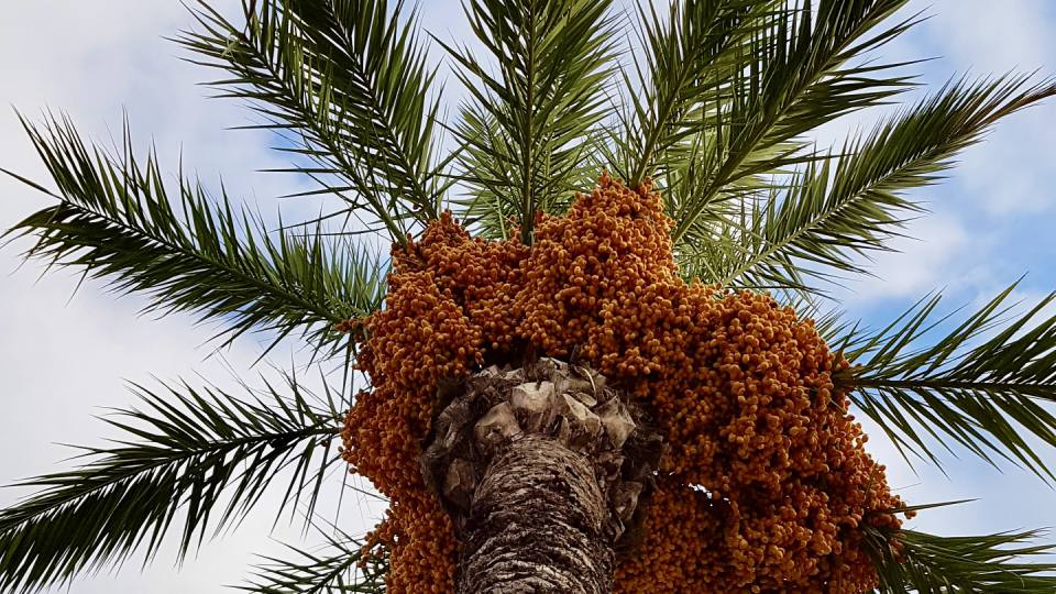 Фото: Финиковая пальма, Южная Европа