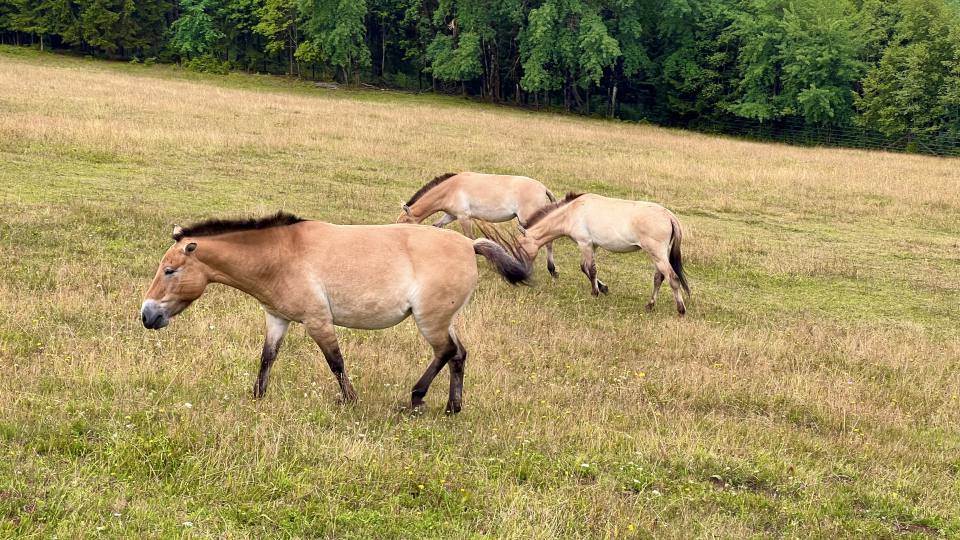 Фото: Лошадь Пржевальского - дикая лошадь в вольерах Европы