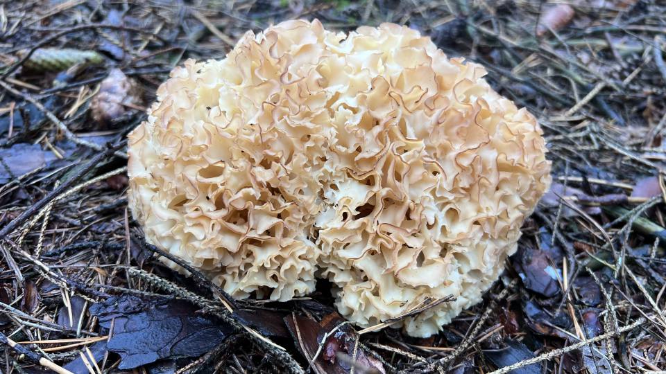 Фото: Спарассис курчавый, Голарктический вид грибов, распространен в северной и центральной Европе