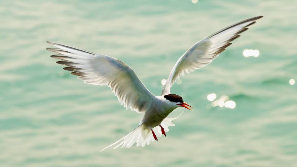 Фото: Крачка, птица обитающая на реках, озерах и на побережье морей
