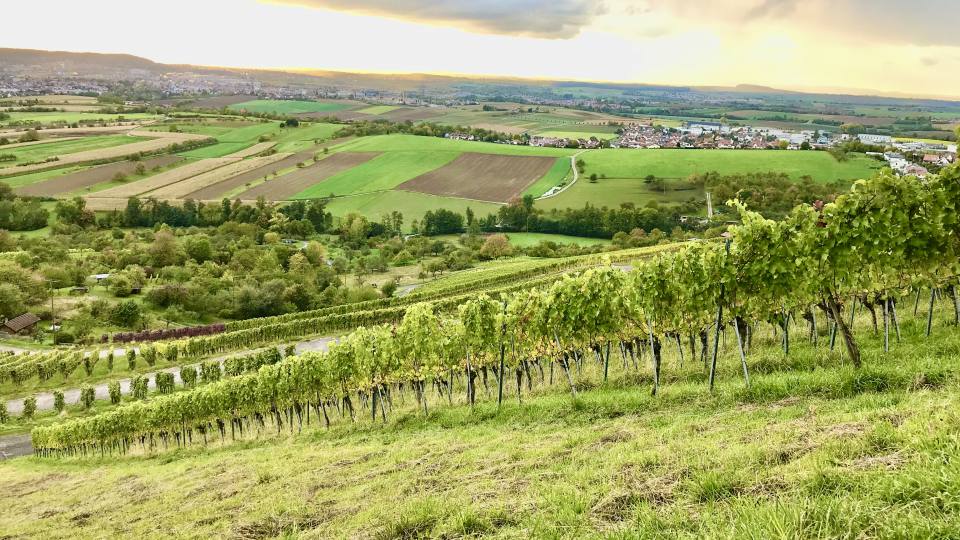 Фото: Виноградники на склонах гор Центральной Европы