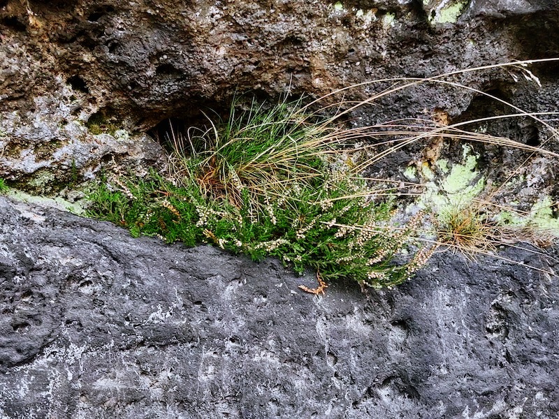Фото: Горные травы на Эльбский песчаниковых горах в Чешской Швейцарии
