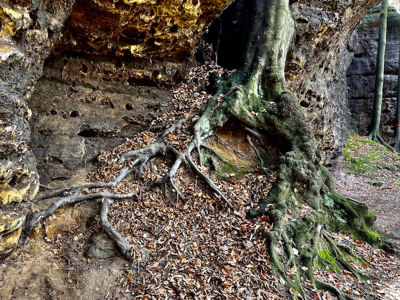 Фото: Корни деревьев на скалах в парке Чешская Швейцария
