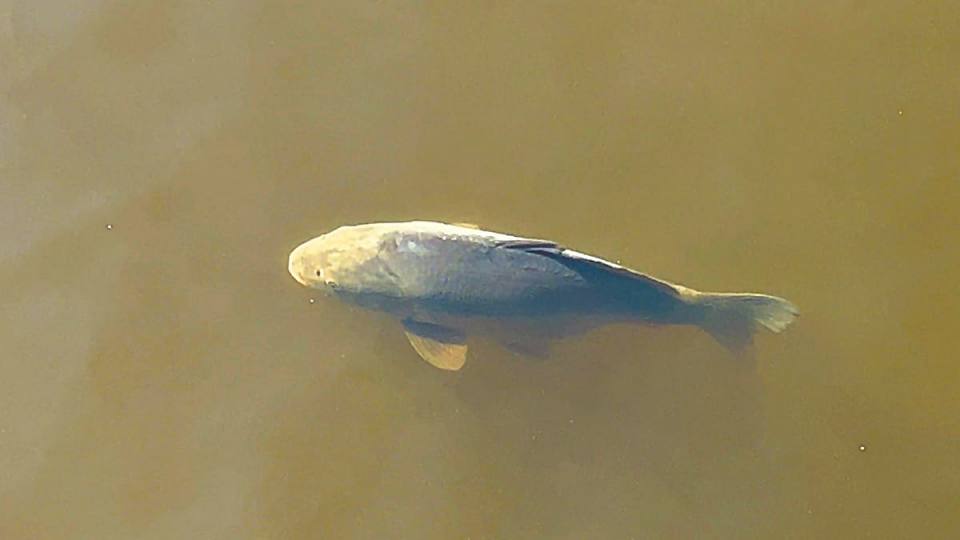 Фото: Карп в озере, фауна Гарца