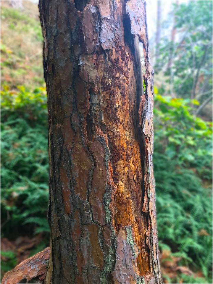 Фото: Поврежденное дерево в результате потепления и работы жуков-короедов