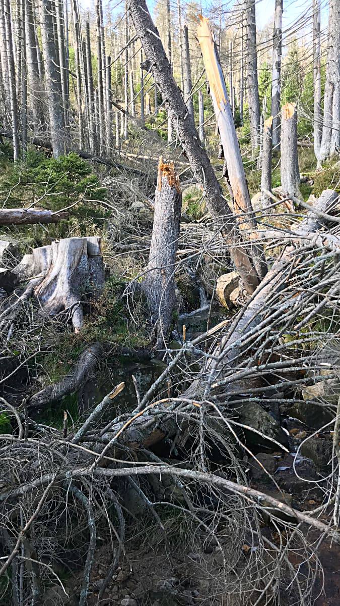 Фото: Умерший лес в Гарце